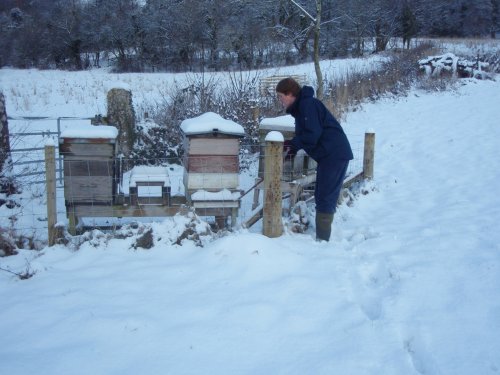 Deep snow covering hives and blocking doors.